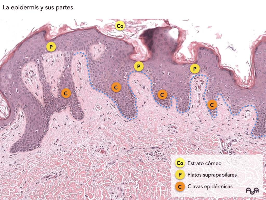 Histology of normal skin (module 2): The epidermis: layers, clue cells and microscopic reading