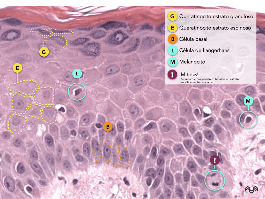 Histology of normal skin (module 2): The epidermis: layers, clue cells and microscopic reading