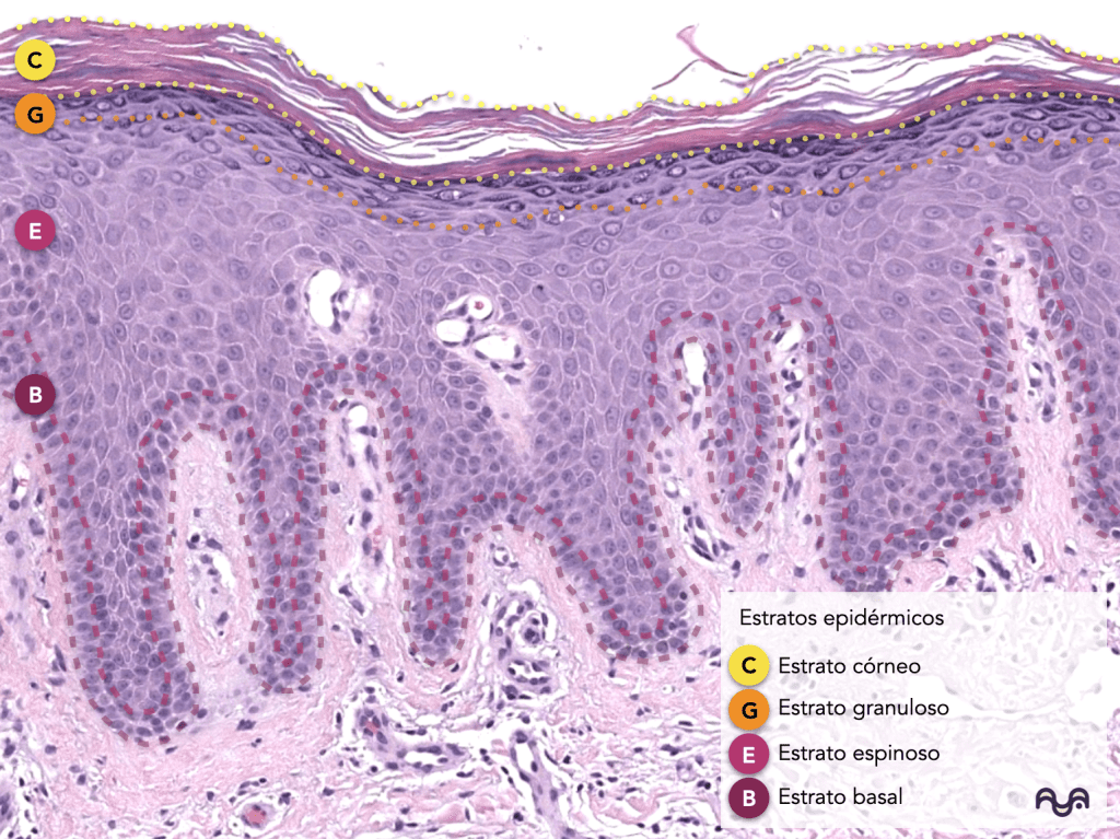 Histology of normal skin (module 2): The epidermis: layers, clue cells and microscopic reading