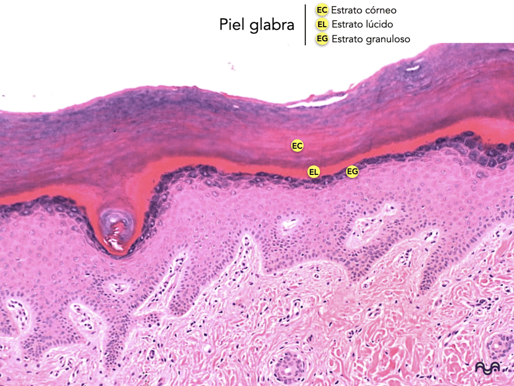 Histology of normal skin (module 2): The epidermis: layers, clue cells and microscopic reading