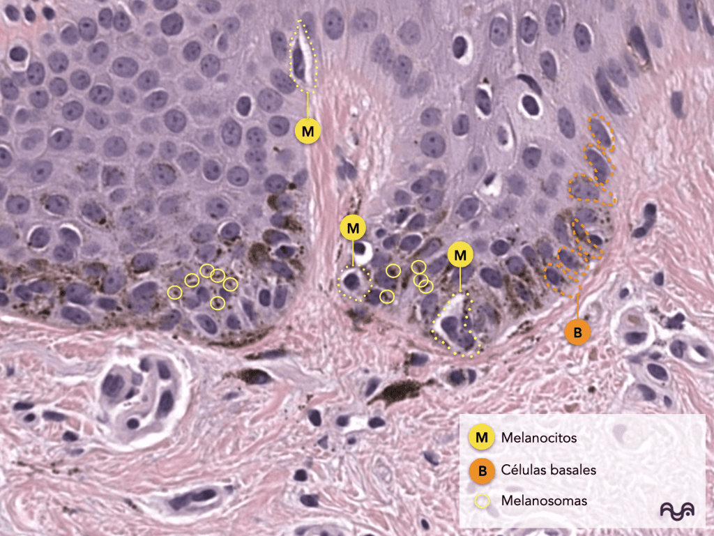 Histology of normal skin (module 2): The epidermis: layers, clue cells and microscopic reading