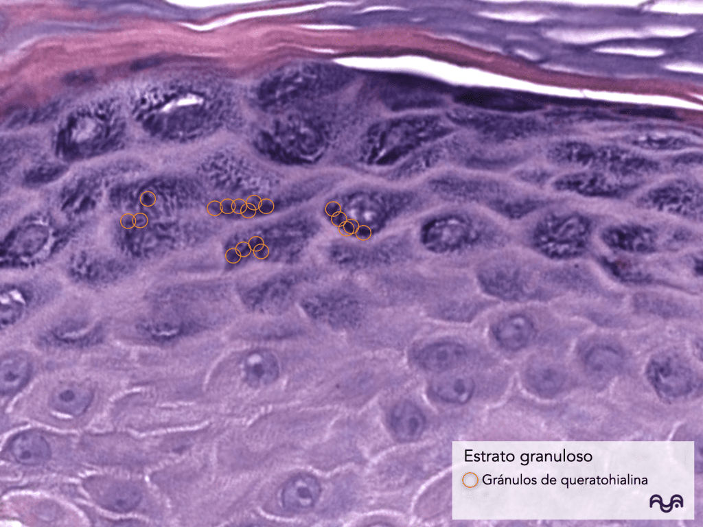 Histology of normal skin (module 2): The epidermis: layers, clue cells and microscopic reading