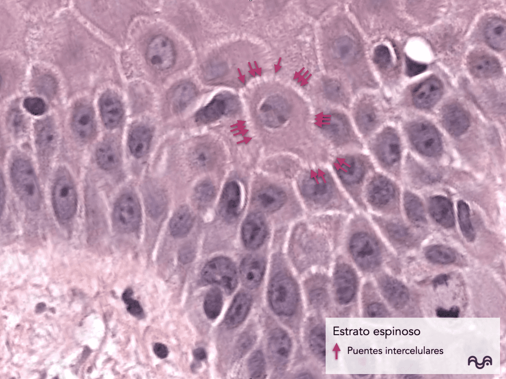 Histology of normal skin (module 2): The epidermis: layers, clue cells and microscopic reading