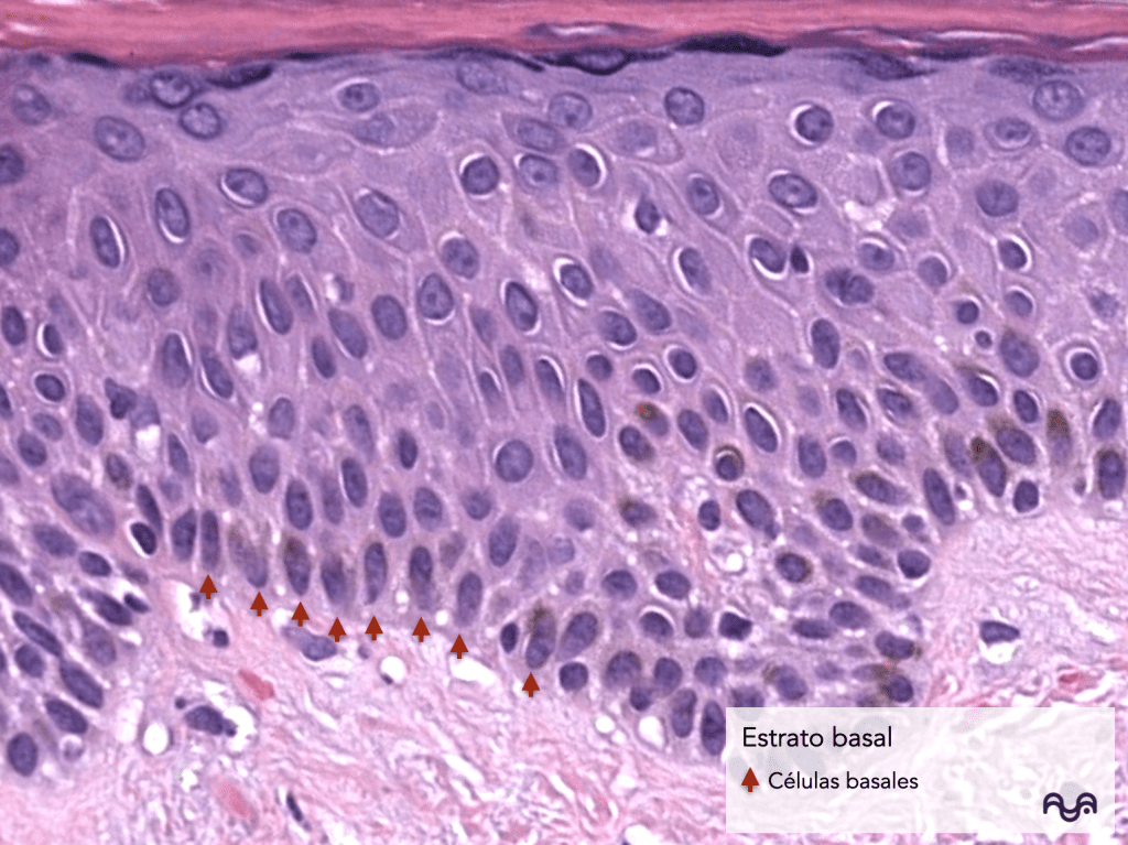 Histology of normal skin (module 2): The epidermis: layers, clue cells and microscopic reading